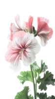 Stunning Image of Soft Pink Blossom Cranesbill Flower Plant, Closeup. . png