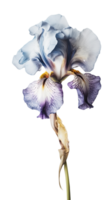 Amazing Image of Watercolor Iris Flower on Background. . png