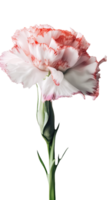 Amazing Image of Beautiful Carnation Flower on Transparent Background. . png