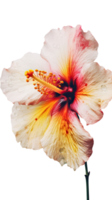 Watercolor Hibiscus Flower Stem with Water Drops on Background. . png