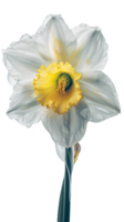 Stunning Image of Watercolor Daffodil Flower on Background. . png