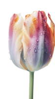 l'eau gouttelettes de multicolore tulipe fleur sur png Contexte. génératif ai.