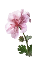 Pink Cranesbill Flower and Leaves on Background. . png