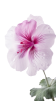 étourdissant image de rose géranios fleur avec l'eau gouttes. génératif ai. png