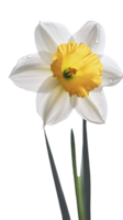 deslumbrante imagem, água gotas do narciso flor em png fundo. generativo ai.