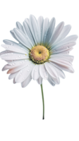 fantastisk bild vatten droppar av blomma daisy blomma på transparent bakgrund. generativ ai. png