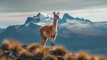 Guanaco in nature, shocking photo. Creative resource, photo