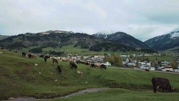 schapen grazen in de groen vallei van jyrgalan in Kirgizië, antenne visie video