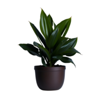 em vaso plantar isolado, em vaso plantar em transparente fundo, suculento plantas , interior em vaso plantas, botânico cliparts, fotografia em vaso plantar png