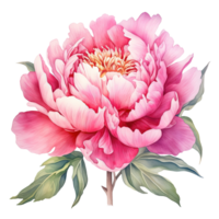 aguarela lindo peônia flor. ilustração ai generativo png