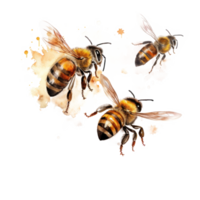 Honey bee isolated. Illustration png