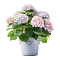 hortensia struik in bloesem in bloempot geïsoleerd illustratie ai generatief png