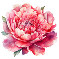 acuarela hermosa peonía flor. ilustración ai generativo png