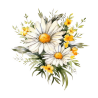Watercolor chamomile isolated. Illustration png