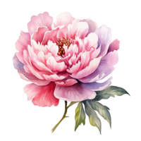 vattenfärg skön pion blomma. illustration ai generativ png