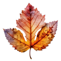 Autumn leaf isolated. Illustration png