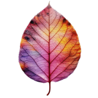 Autumn leaf isolated. Illustration png