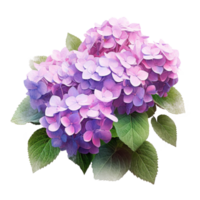 hortensia arbusto en florecer en maceta aislado ilustración ai generativo png