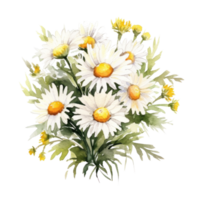 Watercolor chamomile isolated. Illustration png