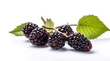 Blackberries on a white background, photo