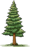 Douglas fir tree transparent background png