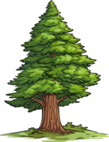 Douglas fir tree transparent background png