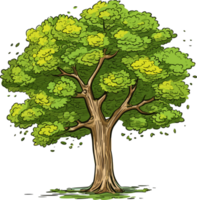 hêtre arbre transparent Contexte png