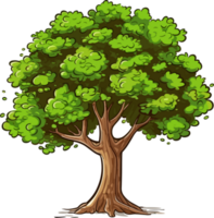 Beech tree transparent background png