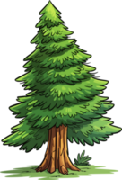 Douglas fir tree transparent background png