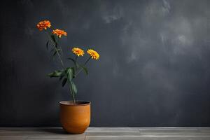 0432. Marigold plant in front of dark wall. photo