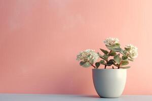 0409. Kalanchoe in front of pastel wall. photo