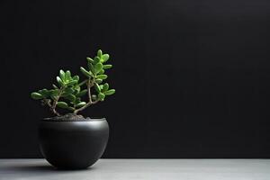 0404. Jade plant succulent in front of dark wall. photo