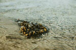 Washed-up green kelp on the sand of the beach of the Romo island in Denmark on the coast of North sea with small waves of the sea in the background during the sunny day photo