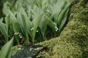 The fresh green plants with white blooms of the Lily of the valley with the morning dew behind the root of the forest tree covered with moss photo