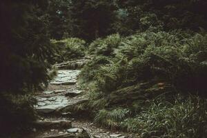 Stone forest path through green ferns in Jeseniky mountains during the overcast spring day photo