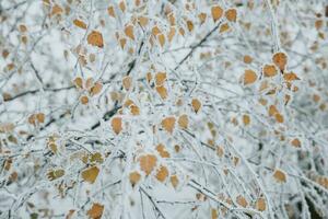 Detail of frosted yellow leaves on branch of birch with white crystals of hoarfrost during the frosty morning during the late autumn photo