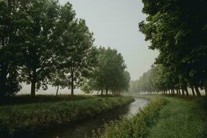 The bend of the river flowing between rows of green deciduous trees during the misty summer morning with light of the sunrise photo