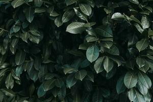 Pattern of dark green pulpy leaves of Cherry laurel - Prunus laurocerasus photo
