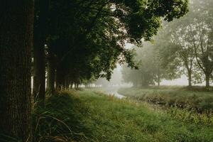 The bend of the river flowing between rows of green deciduous trees during the misty summer morning with light of the sunrise, taken from the riverside behind the tree trunk photo