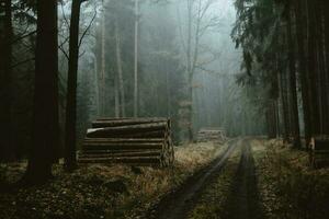 The heaps of the lumber along the both side of muddy forest path in the dark forest during the foggy autumn morning photo