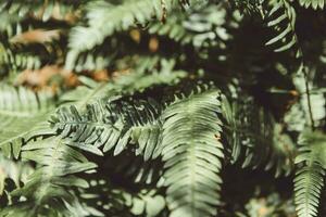 Detail of fern leaves with light and shadow in forest during the hot sunny summer day photo