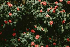 The detail of the pattern of the bush of camellia with red blossoms and dark green leaves in the London park photo