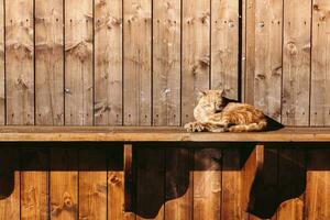 The brown tomcat relaxing, lying and basking in sun light on the wooden shelf with brown wooden background in negative space photo