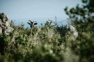 The head of hidden horned goat, behind the bush on eco farm on greek island of Zakynthos during the summer sunny day photo