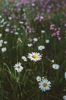 Detail of Daisy with dew drops in spring meadow in the morning in vertical format photo