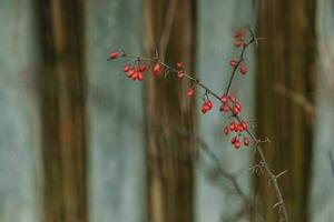 Branch of barberry - berberis vulgaris - with red ripe fruits against the striped dark and turquoise background photo
