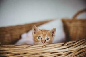 Hidden cute brown curious kitten with blue eyes looking over the edge of the creel photo