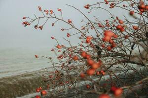 Detail of red rosehip berries on the frosted branch during the foggy frosty autumn morning with fog in background photo