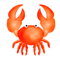 krabba med stor klor, röd krabba, skaldjur. png