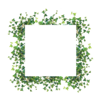 aguarela botânico quadro, Armação com verde hera png